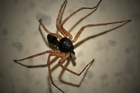 Spider 03 Stock Photos