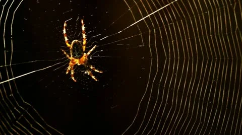 Spider 04 HD Video stock 11821270