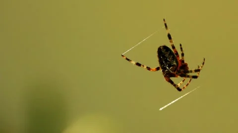 Spider 05 HD Stock Footage 11821238