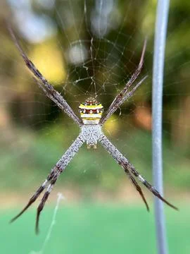 Spider-1 (2) Fotos Stock