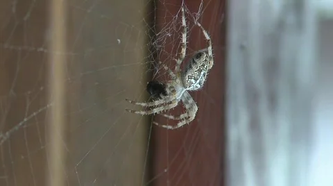 Spider 1 Stock Footage 779261