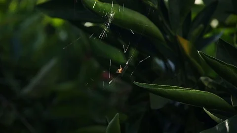 Spider 1 Stock-Footage 91159845
