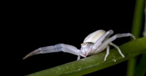 Spider 1 Stock Photos