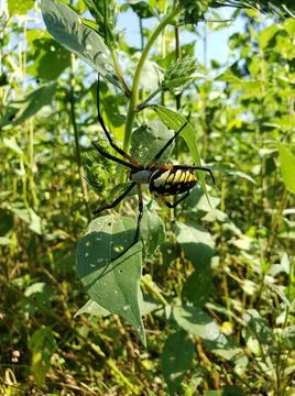 Spider 1 Stockfoto's
