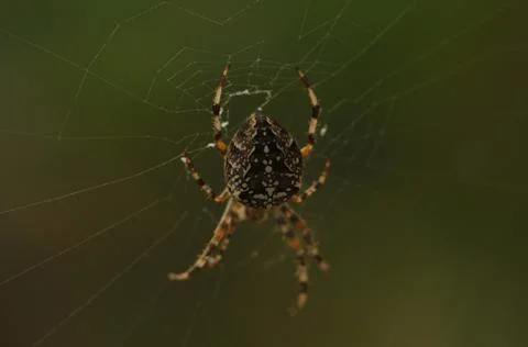 Spider 1 Stock Photos