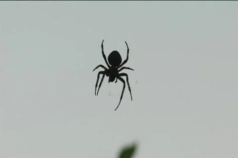 Spider 10 feeding Stock Footage 514771