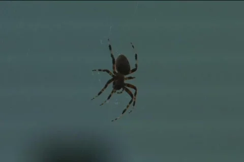 Spider 11 feeding Stock Footage 514767