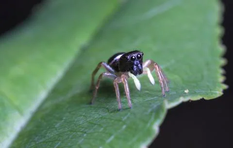 Spider 12 Stock Photos