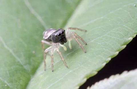 Spider 13 Stock Photos