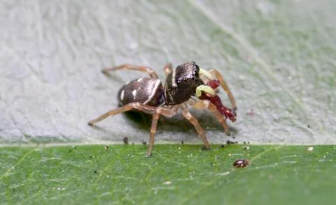 Spider 15 Stock Photos