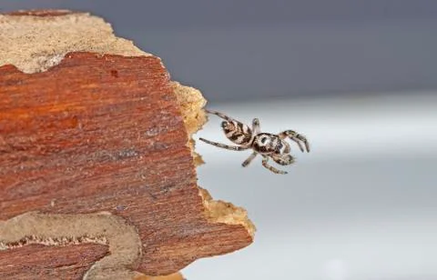 Spider 17 Stock Photos