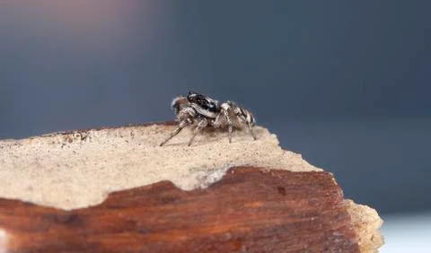 Spider 18 Stock Photos