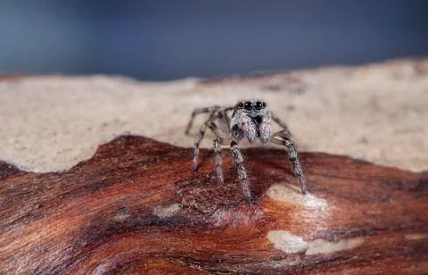 Spider 19 Stock Photos