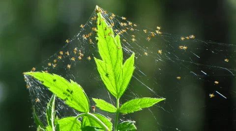 Spider 2 Stock Footage 776566