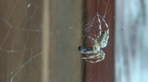 Spider 2 Stock Footage 779263