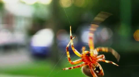 Spider 2 動画素材 21429776