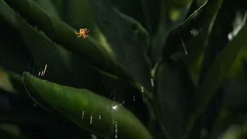 Spider 2 Stock-Footage 91159865