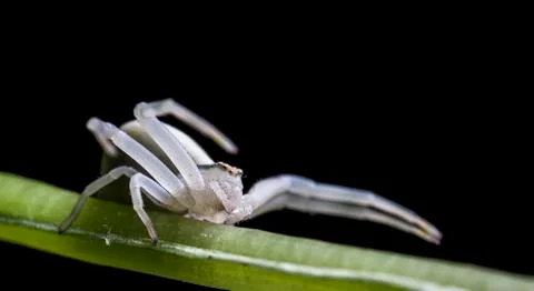 Spider 2 Stock Photos