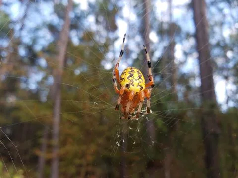 Spider 2 Stockfoto's