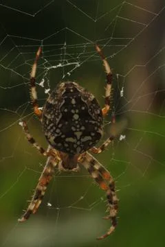 Spider 2 Stock Photos