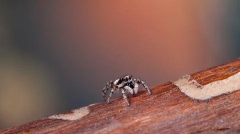 Spider 20 Stock Photos