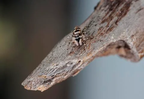 Spider 23 Stock Photos