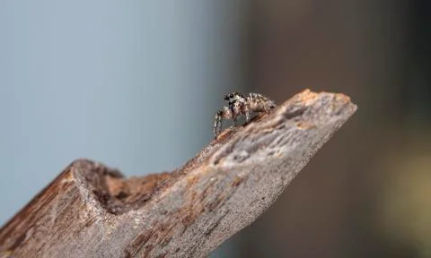 Spider 24 Stock Photos