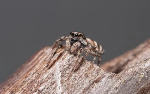 Spider 25 Stock Photos