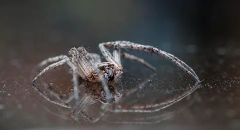 Spider 27 Stock Photos