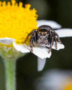 Spider 29 Stock Photos