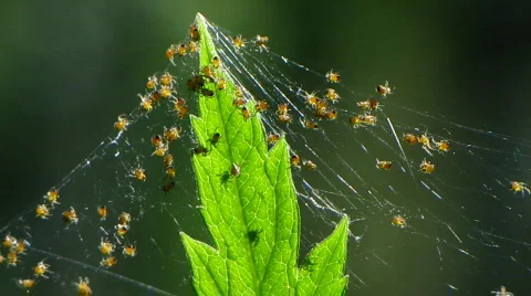 Spider 3 Stock Footage 776564