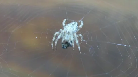 Spider 3 Stock Footage 779272