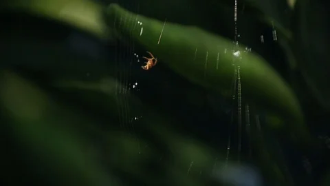 Spider 3 Stock-Footage 91159852