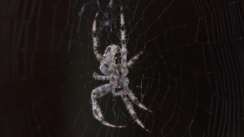 Spider 3 Video stock 96411147