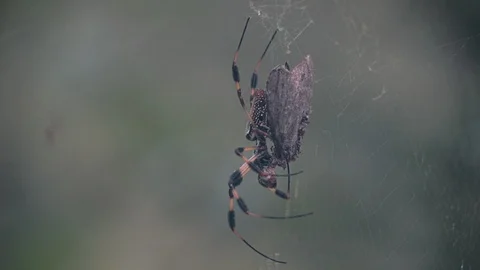 Spider 3 Stock Footage 111969299