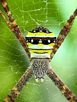 Spider (3) Fotos Stock