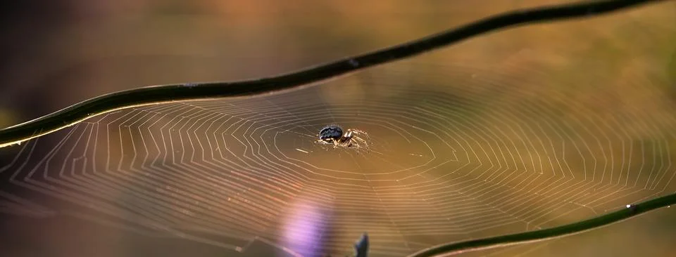 Spider 33 Stock Photos