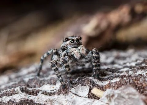 Spider 36 Stock Photos