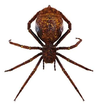 Spider 3d illustration isolated on the white background Stock Illustration