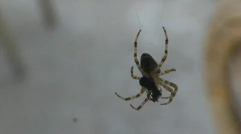 Spider 4 Stock Footage 779278