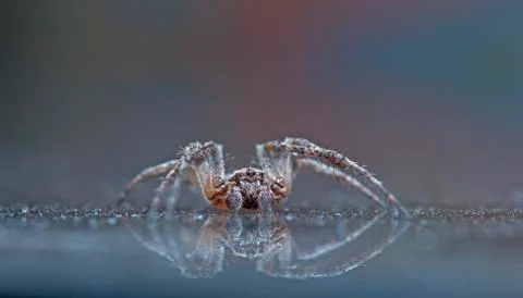 Spider 4 Stock Photos