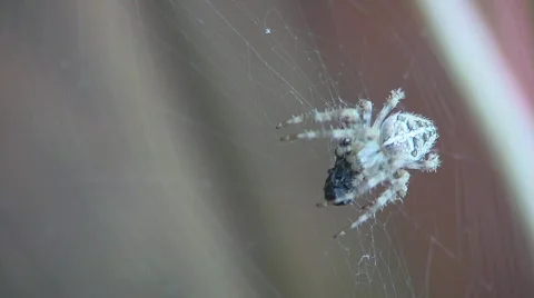 Spider 5 Stock Footage 779283