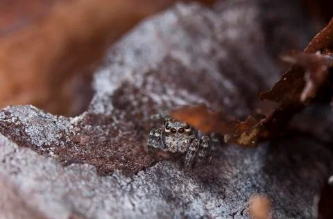 Spider 8 Stock Photos