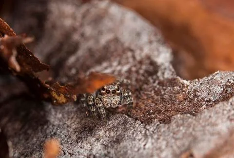 Spider 9 Stock Photos