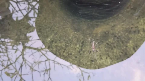 Spider above the water with a web outdoors Stock Footage 336701256
