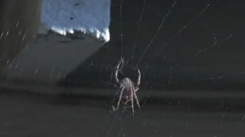 Spider activity in web Stock Footage 10572560