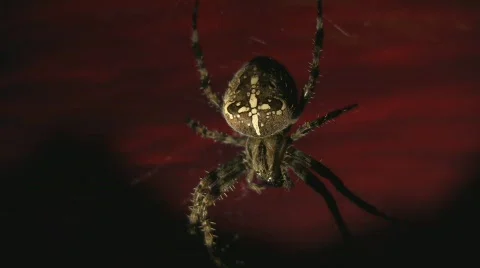 Spider against afterglow Video stock 734393