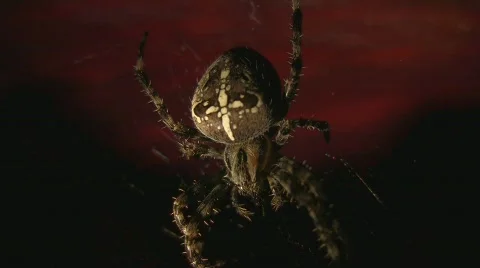 Spider against afterglow Stock Footage 734414