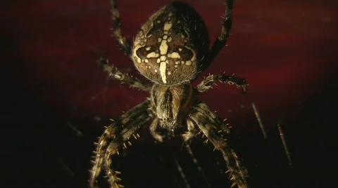 Spider against afterglow 库存影片 734418