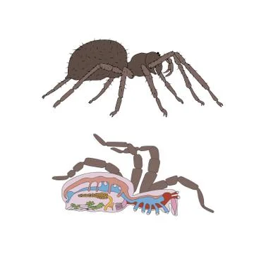 Spider anatomy Stock Illustration